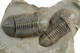 Two Nice Struveaspis Trilobites - Jorf, Morocco #348379-1